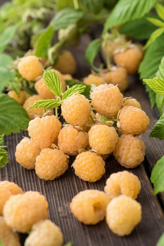 3 árvores de framboesas amarelas 'Rubus Ideaus Fallgold' - Altura da entrega 25-40 cm