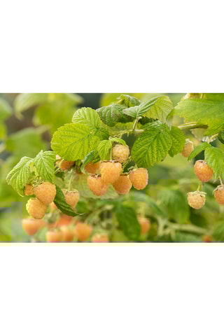 3 árvores de framboesas amarelas 'Rubus Ideaus Fallgold' - Altura da entrega 25-40 cm