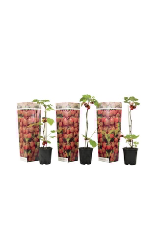 3 framboeseiras Altura da entrega 25-40 cm