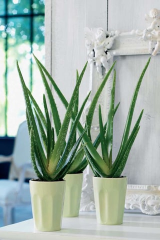 3 Aloe vera - 
Altura entregue 25-40 cm