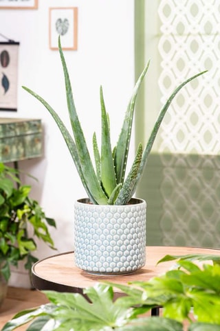 3 Aloe vera - 
Altura entregue 25-40 cm