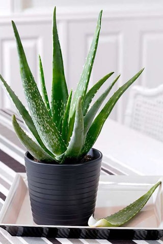 3 Aloe vera - 
Altura entregue 25-40 cm