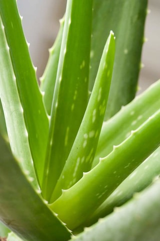 3 Aloe vera - 
Altura entregue 25-40 cm