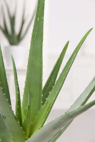 3 Aloe vera - 
Altura entregue 25-40 cm