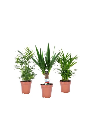 Areca, Chamaedorea e Yucca Altura entregue 25-40 cm