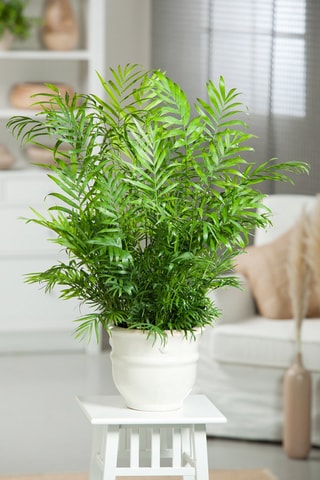 Areca, Chamaedorea e Yucca Altura entregue 25-40 cm