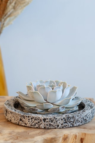 Echeveria Lilacina Altura entregue 8 cm
