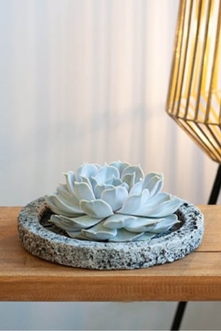 Echeveria Lilacina Altura entregue 8 cm
