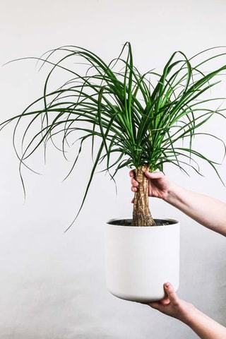 Beaucarnea "Pied d'éléphant" Altura entregue 70-80 cm