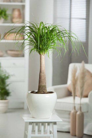 Beaucarnea "Pied d'éléphant" Altura entregue 70-80 cm