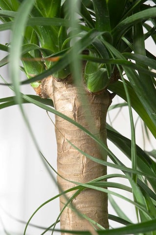 Beaucarnea "Pied d'éléphant" Altura entregue 70-80 cm