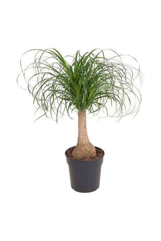 Beaucarnea "Pied d'éléphant" Altura entregue 70-80 cm