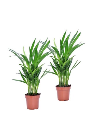 2 Areca S dypsis Lutescens Altura entregue 30-45 cm