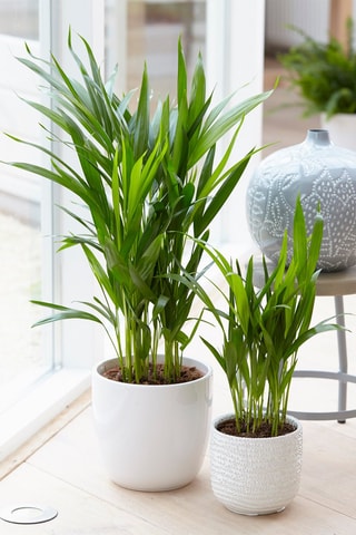 2 Areca S dypsis Lutescens Altura entregue 30-45 cm