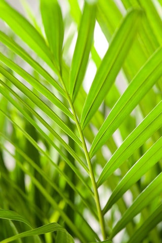 2 Areca S dypsis Lutescens Altura entregue 30-45 cm