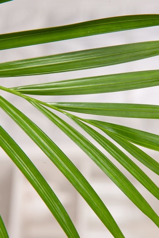 2 Areca S dypsis Lutescens Altura entregue 30-45 cm