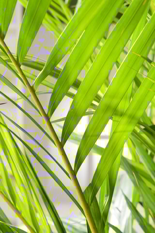 2 Areca S dypsis Lutescens Altura entregue 30-45 cm