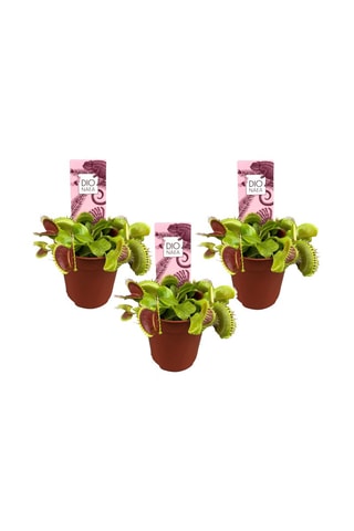 3 Dionaea "Venus Flytrap" - Altura entregue 5-15 cm