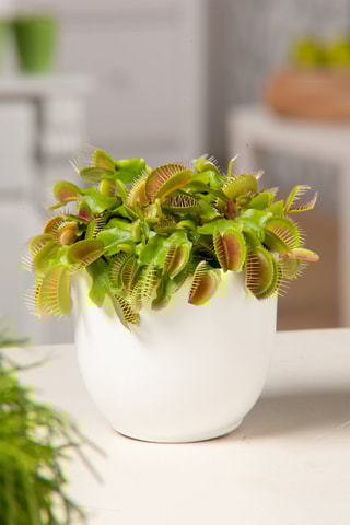 3 Dionaea "Venus Flytrap" - Altura entregue 5-15 cm