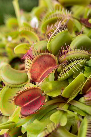 3 Dionaea "Venus Flytrap" - Altura entregue 5-15 cm