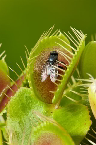 3 Dionaea "Venus Flytrap" - Altura entregue 5-15 cm