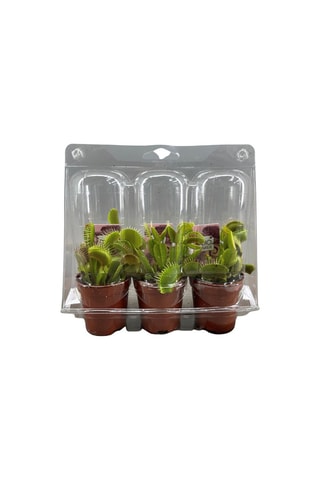 3 Dionaea "Venus Flytrap" - Altura entregue 5-15 cm