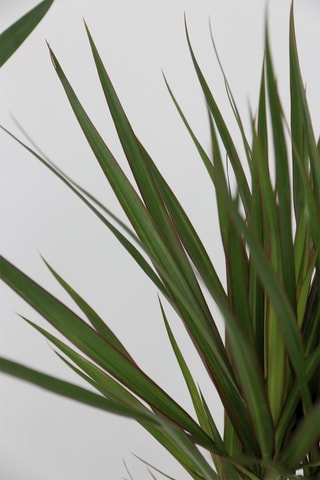 3 palmeiras de interior XL - Lúca, Dracena e Areca - Altura Entregue 60-80 cm