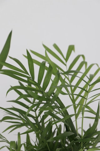 3 palmeiras de interior XL - Lúca, Dracena e Areca - Altura Entregue 60-80 cm
