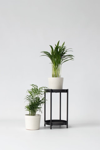 2 palmeiras-areca e palmeiras-de-sala - Altura Entregue 25-40 cm