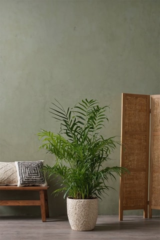 2 palmeiras-areca e palmeiras-de-sala - Altura Entregue 25-40 cm