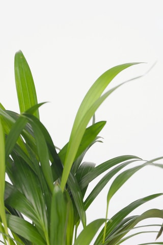 2 palmeiras-areca e palmeiras-de-sala - Altura Entregue 25-40 cm