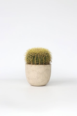 Cactus Echinocactus grusonii - Altura entregue 40-45 cm