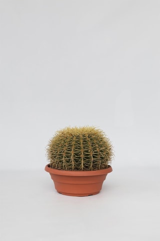 Cactus Echinocactus grusonii - Altura entregue 40-45 cm