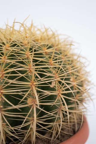 Cactus Echinocactus grusonii - Altura entregue 40-45 cm