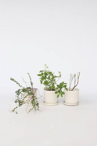 3 Superfruits - Altura Entregue 25-40 cm