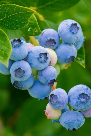 3 Superfruits - Altura Entregue 25-40 cm