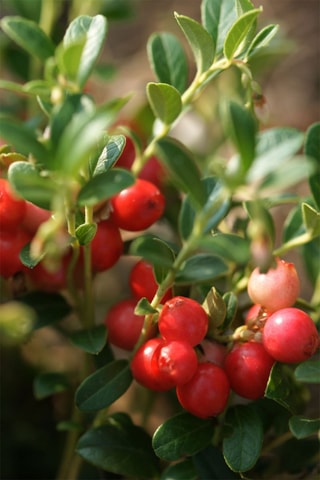 3 Superfruits - Altura Entregue 25-40 cm