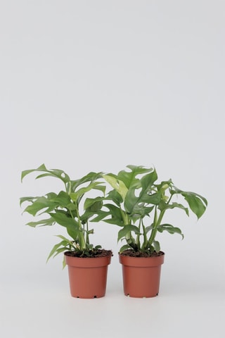 2 Monstera Minima - Altura entregue 25-40 cm