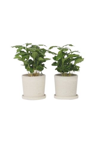 2 caféiers d'Arabie Altura entregue 25-40 cm
