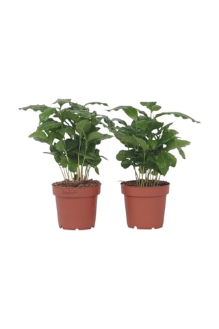2 caféiers d'Arabie Altura entregue 25-40 cm
