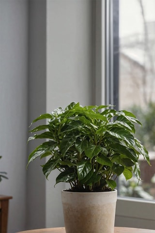 2 caféiers d'Arabie Altura entregue 25-40 cm