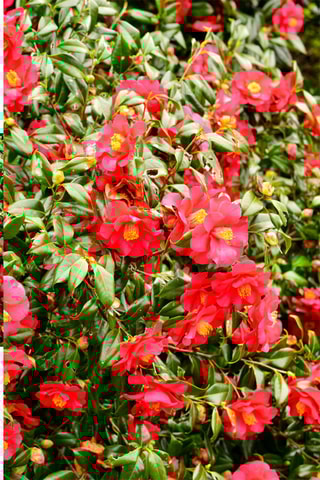 3 camélias do Japão - Altura Entregue 25-40 cm