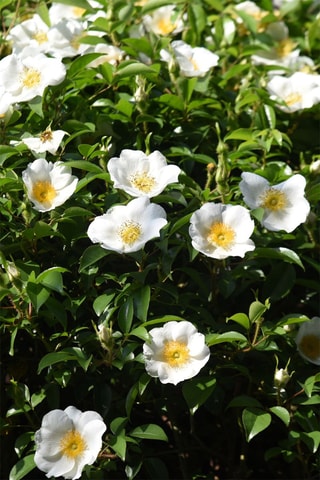 3 camélias do Japão - Altura Entregue 25-40 cm