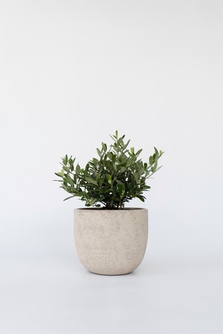 Bonsai de oliveira - Altura Entregue 25-40 cm