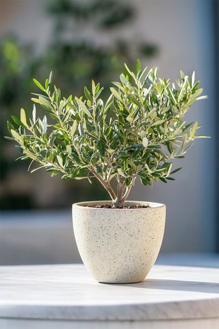 Bonsai de oliveira - Altura Entregue 25-40 cm