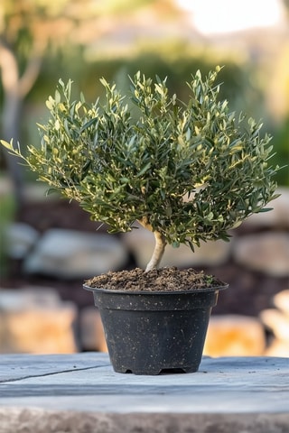 Bonsai de oliveira - Altura Entregue 25-40 cm