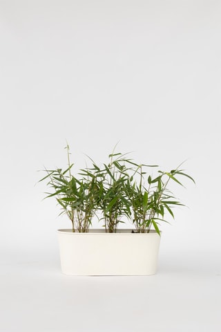 3 fargesias - Altura Entregue 25-40 cm