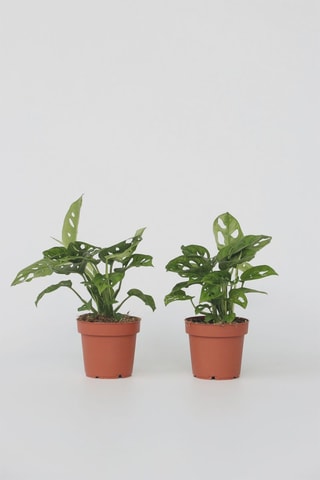 2 monstera "masque de singe" - Altura entregue 25-30 cm