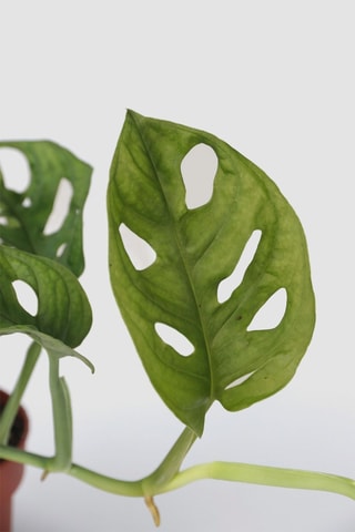 2 monstera "masque de singe" - Altura entregue 25-30 cm