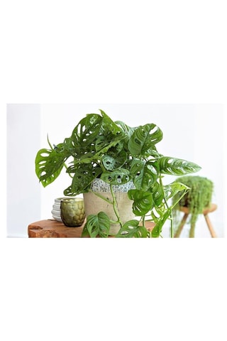 2 monstera "masque de singe" - Altura entregue 25-30 cm
